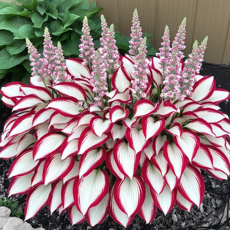 🌈🔥 Limited Edition Rainbow Flame Hostas -Rare Multicolor Foliage🌸