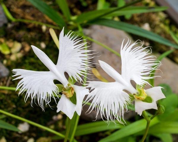 Habenaria radiata