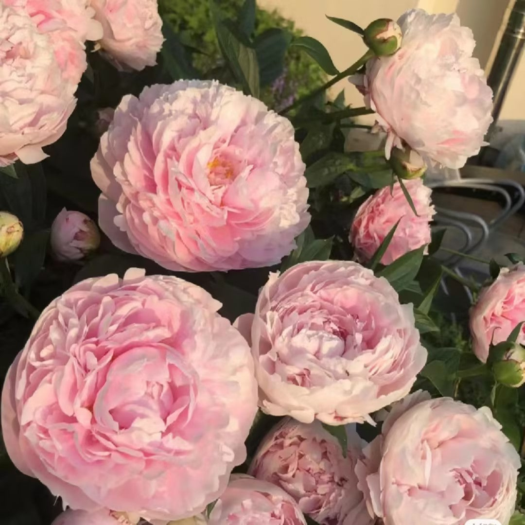 Paeonia Lactiflora Bonsai Plant Home Garden