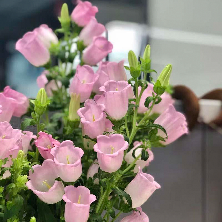 Bellflower Seeds/Canterbury Bells Seeds