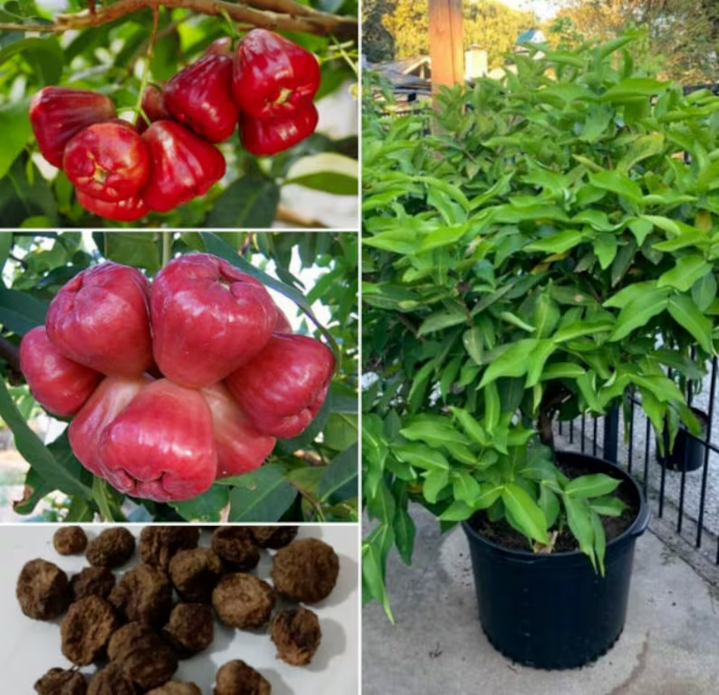 Wax-apple Fruit Seeds🍹