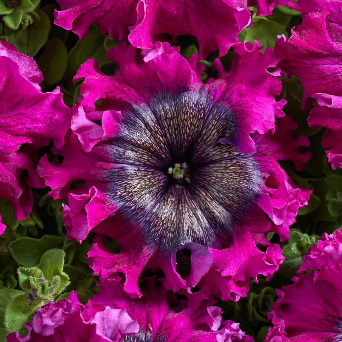 Superbissima Wine Red Petunia Seeds