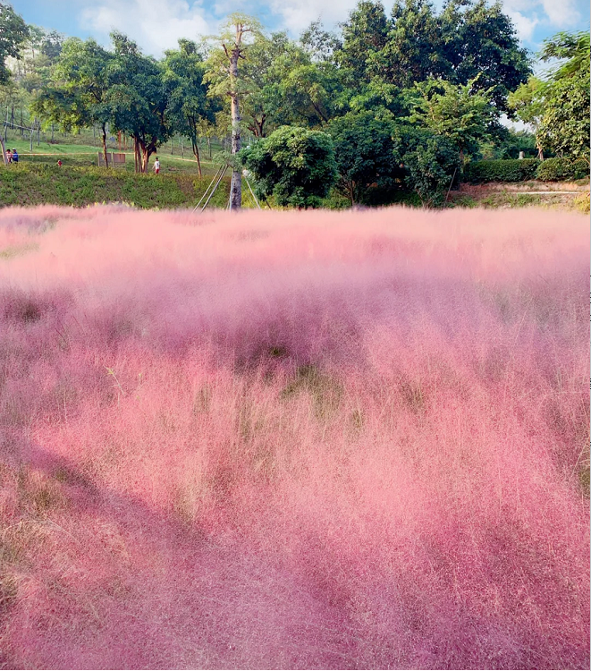 Pink Muhly Grass Seeds