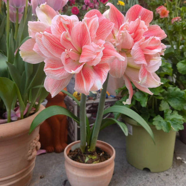 🌺Double-Petaled Perfume Amaryllis Bulbs – The Queen of Flowers 🌺
