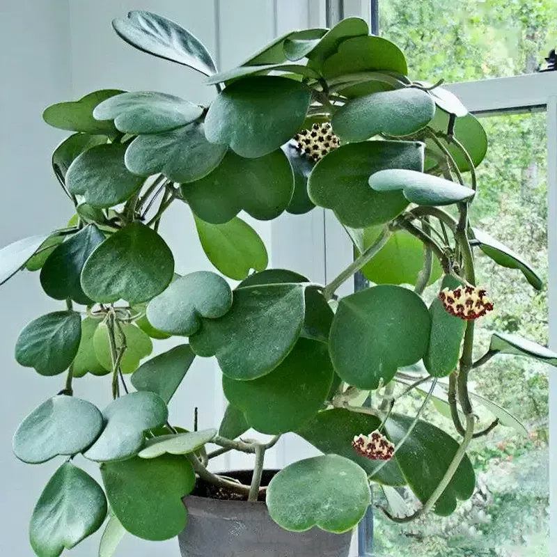 Sweetheart Hoya Seeds