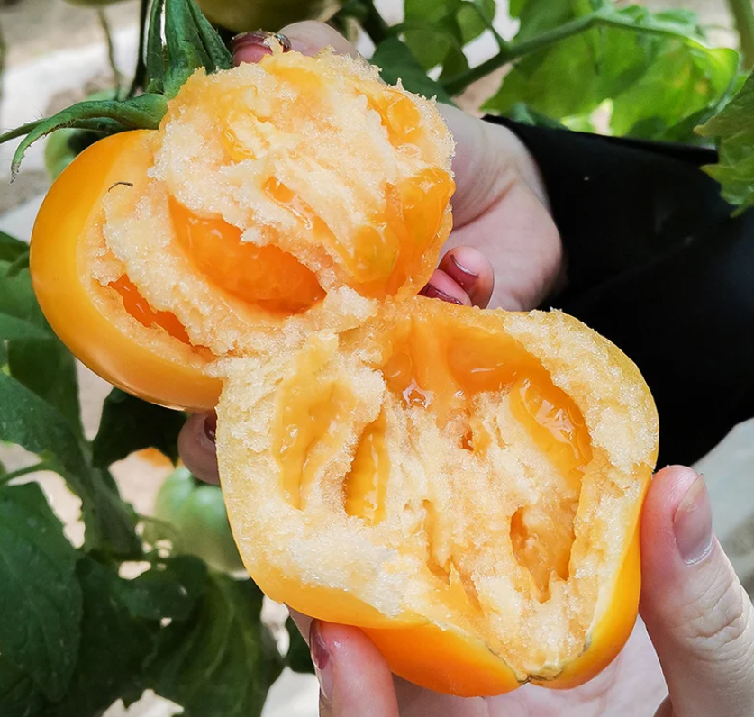 Yellow Persimmon Seeds