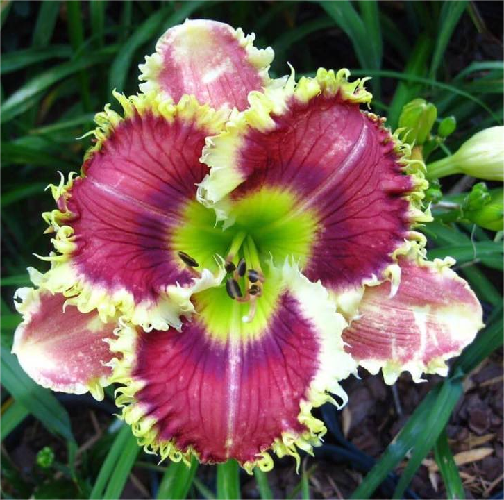 Daylily Hybrid Flowers Seeds, Hemerocallis Hybrid, 20pcs/pack