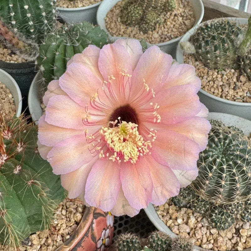 Flowering Echinopsis Cactus Species Mix🌵🌸