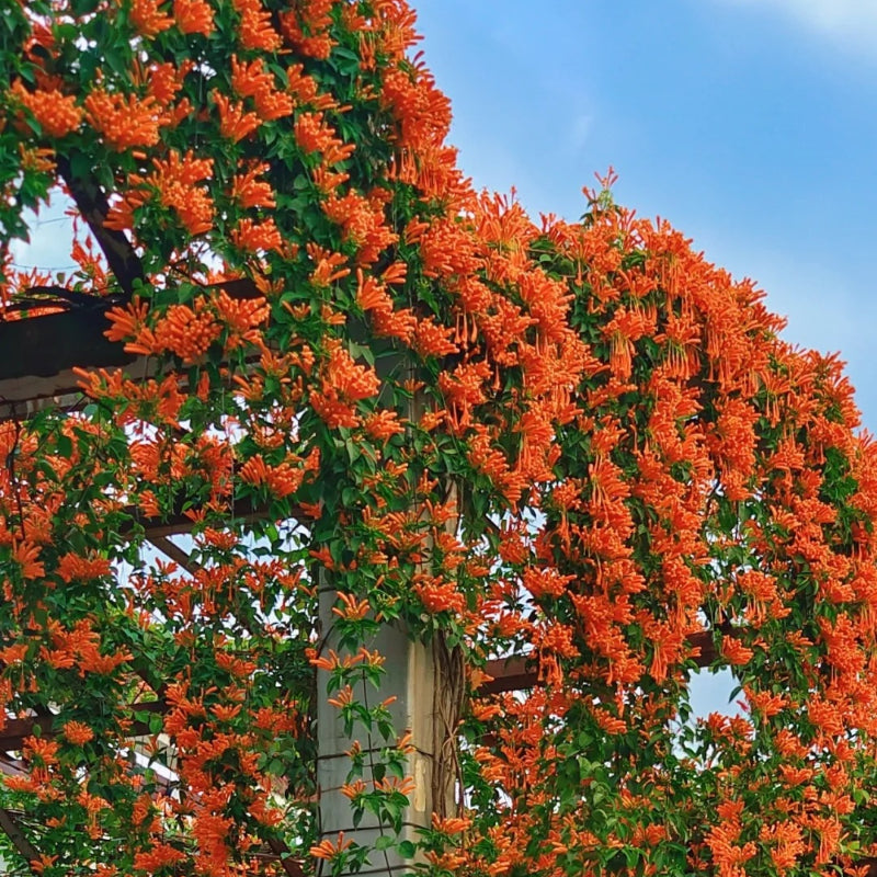 Climbing Plants Mix Seeds