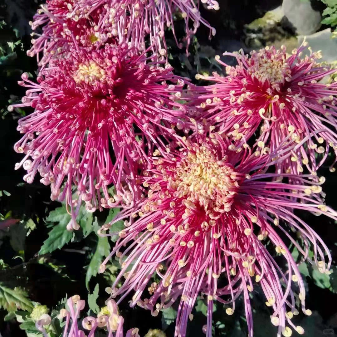 Rare Golden Chrysanthemum Seeds-Longevity Flower💞