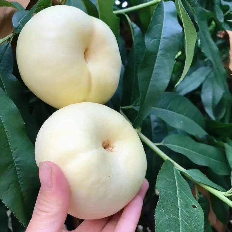 Nectarine Flat Seeds