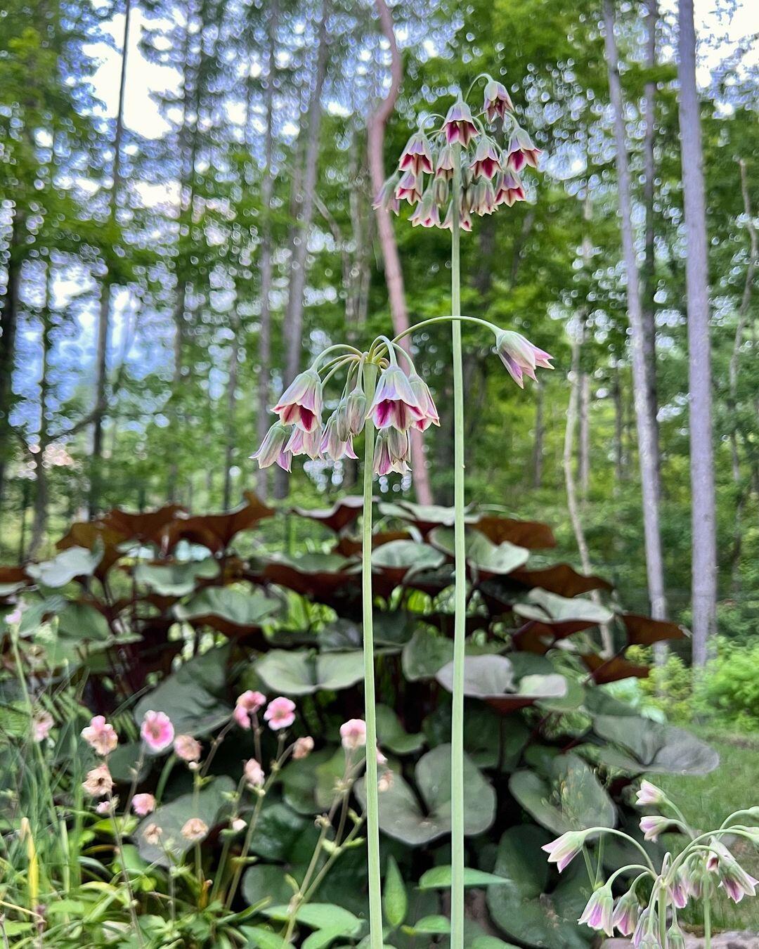 Sicilian Honey Garlic (Bee Lily) Seeds