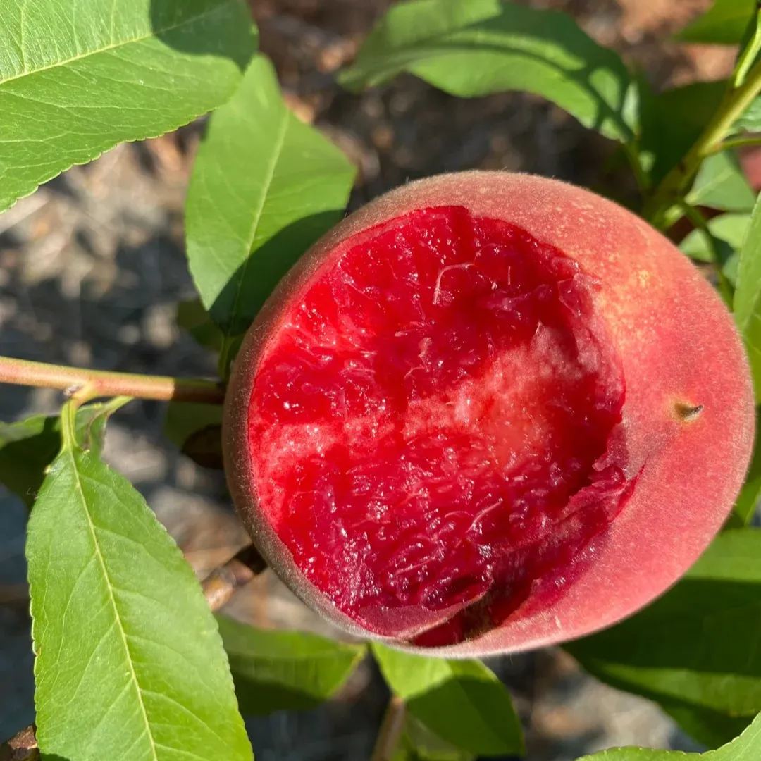 Blood Peach Seeds