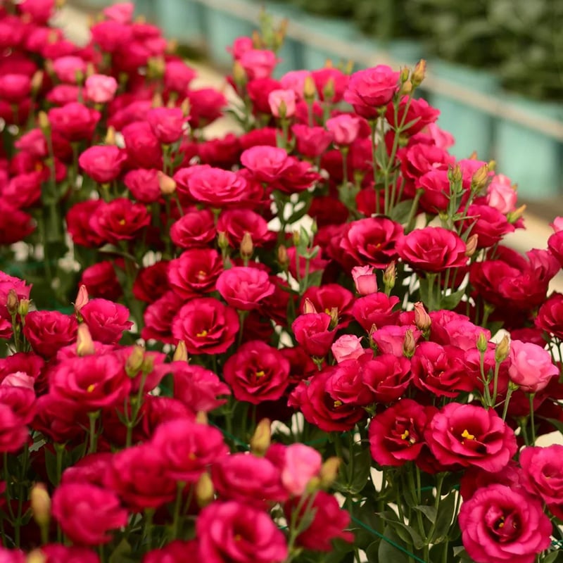 🌺 Lisianthus (Thornless Rose) — Elegance, Color & Year-Round Beauty