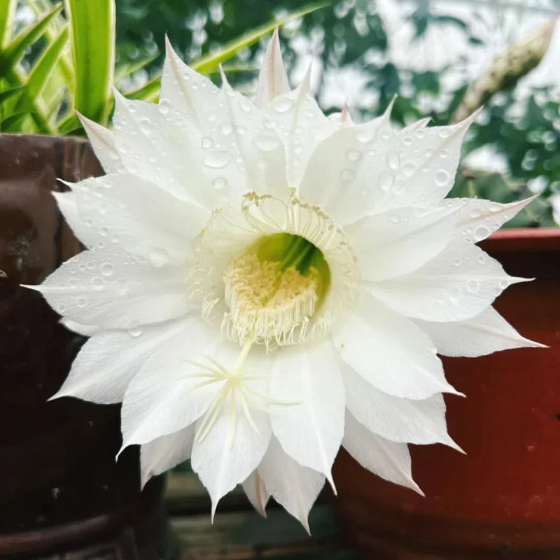 Flowering Echinopsis Cactus Species Mix🌵🌸