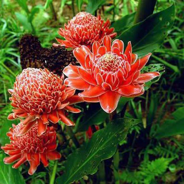 Torch Ginger - Etlingera elatior - Rare Species