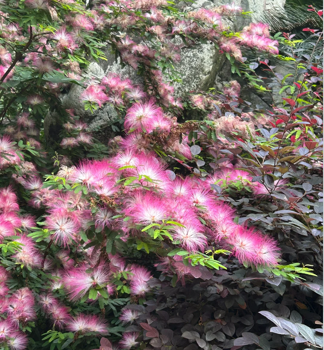 Silktree Albizziae Flower