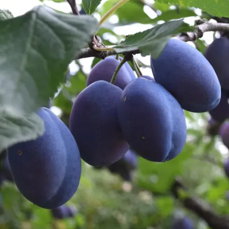 Damson Blue Plums Fruit Seeds