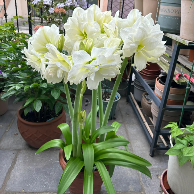 🌺Double-Petaled Perfume Amaryllis Bulbs – The Queen of Flowers 🌺