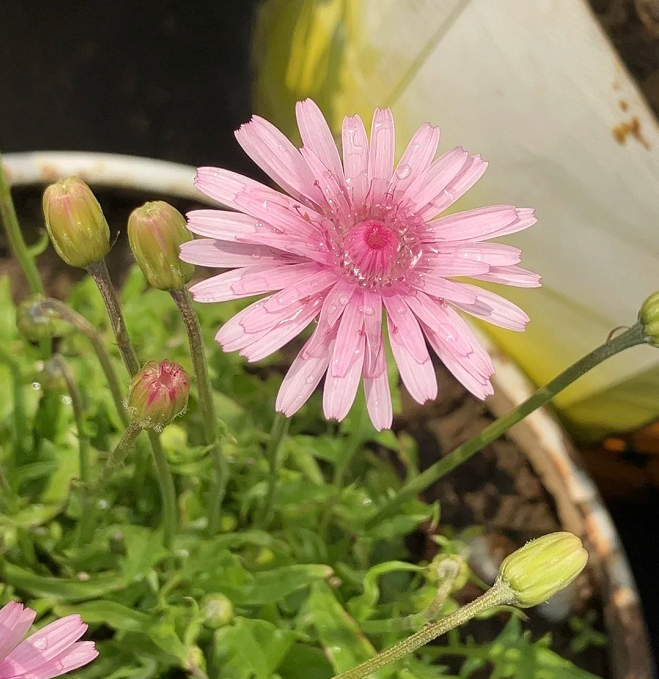 Peach-Colored Dandelion Seeds
