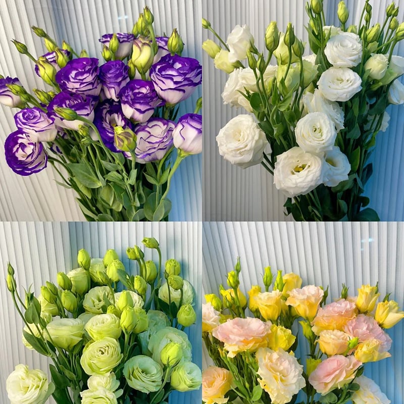 🌺 Lisianthus (Thornless Rose) — Elegance, Color & Year-Round Beauty