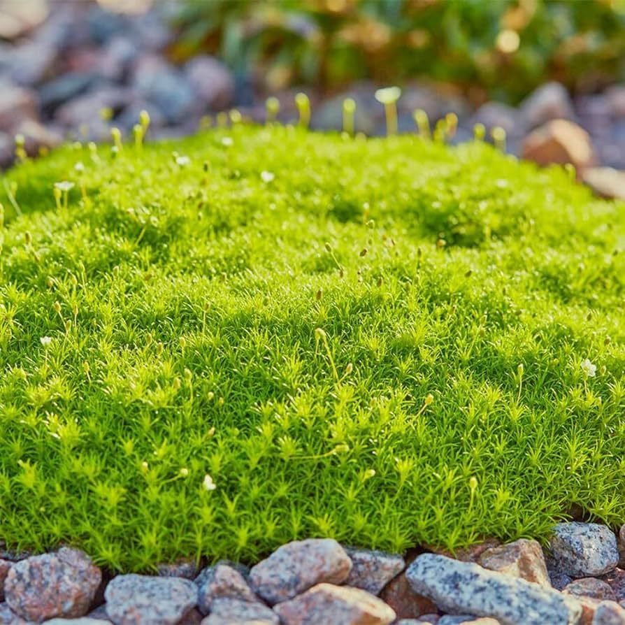 Irish Moss Sagina Subulata