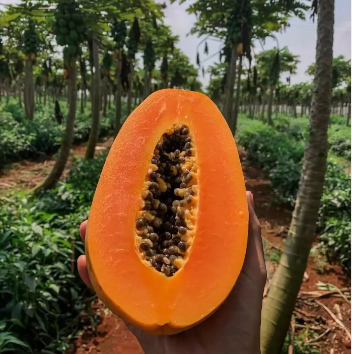 Organic Papaya Tree Seeds Heirloom Edible