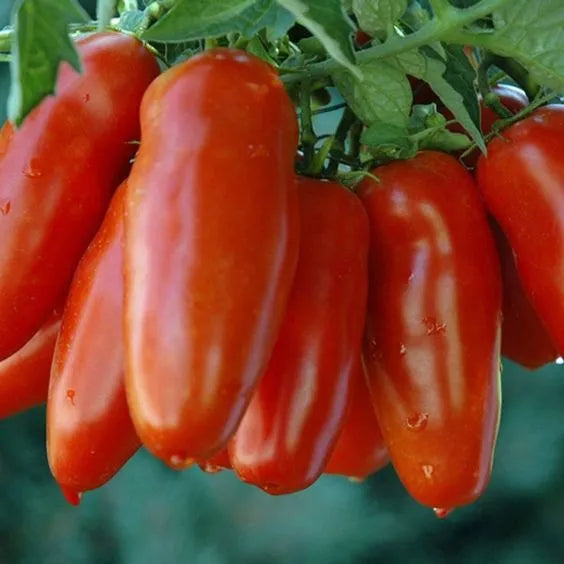 Non Gmo Tomato Red Banana Seeds