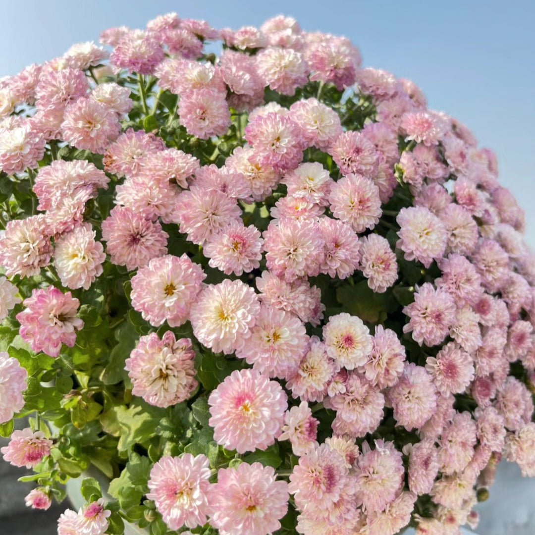 🌸Candy Chrysanthemum Seeds