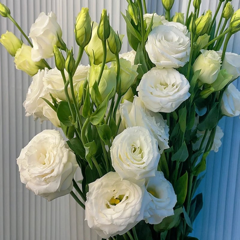 🌺 Lisianthus (Thornless Rose) — Elegance, Color & Year-Round Beauty