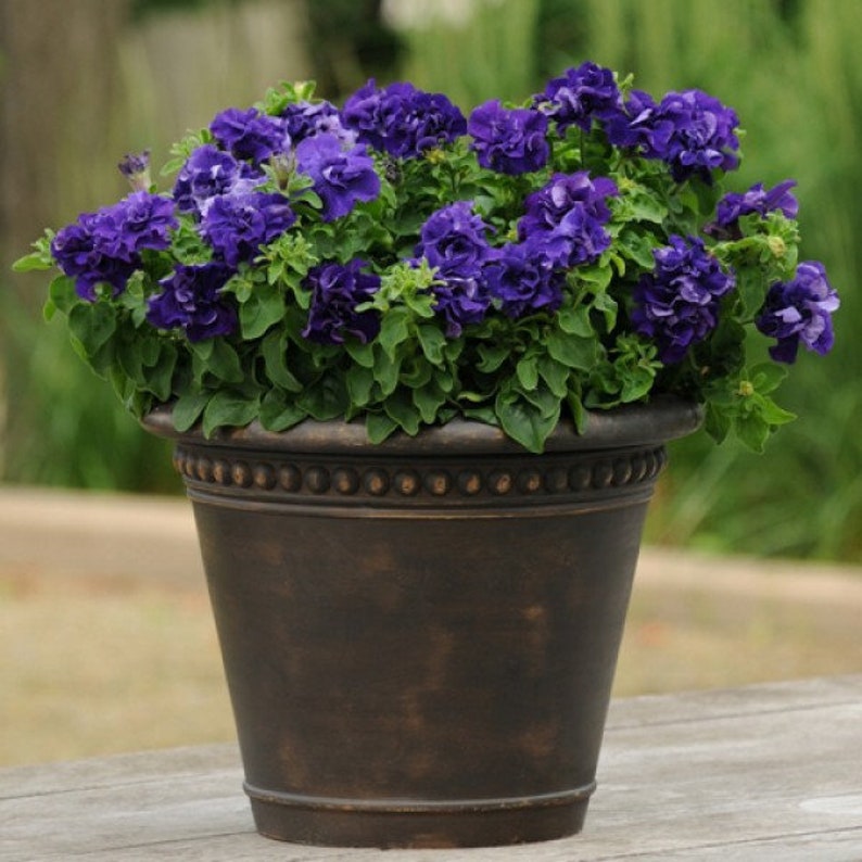 Double Cascade Petunia Duo Blue F1 Seeds - Petunia x hybrida