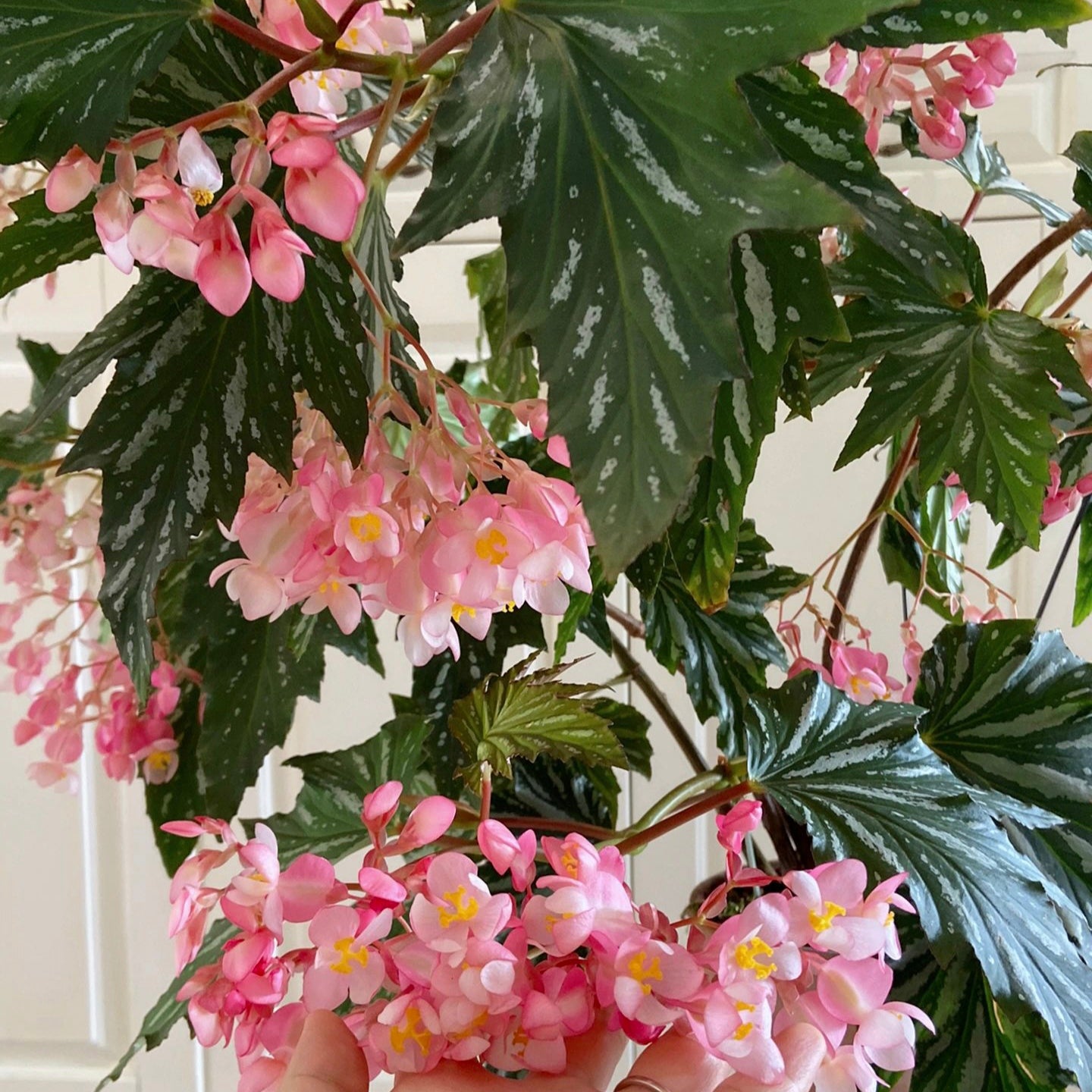 Begonia Aconitifolia
