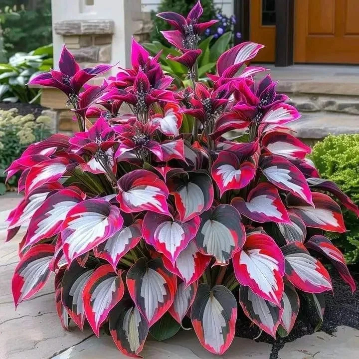 🌈🔥 Limited Edition Rainbow Flame Hostas -Rare Multicolor Foliage🌸