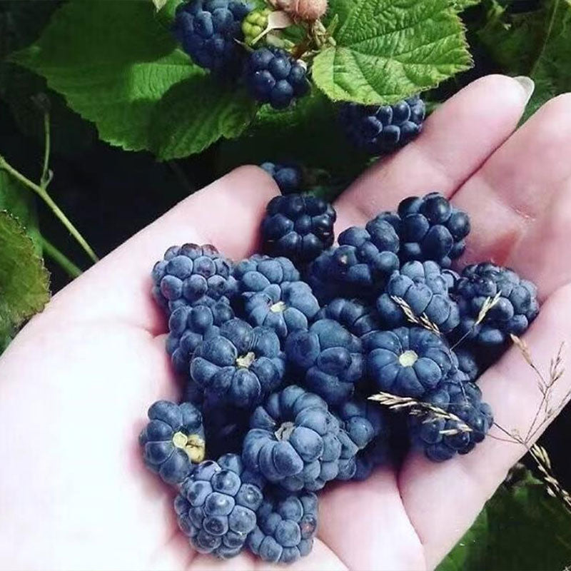 Giant Raspberry Seeds -92% Germination🌱