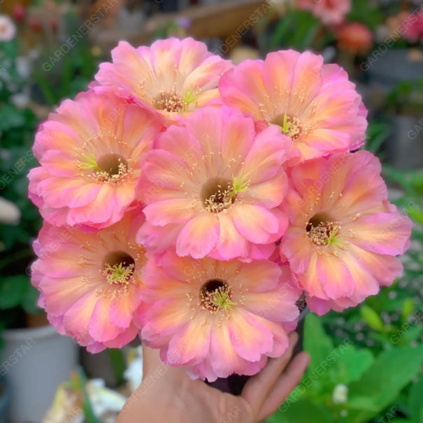 Prickly Pear🌺Flowering Varieties
