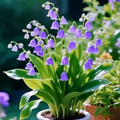 💐Lily of the Valley—Happiness Arrives