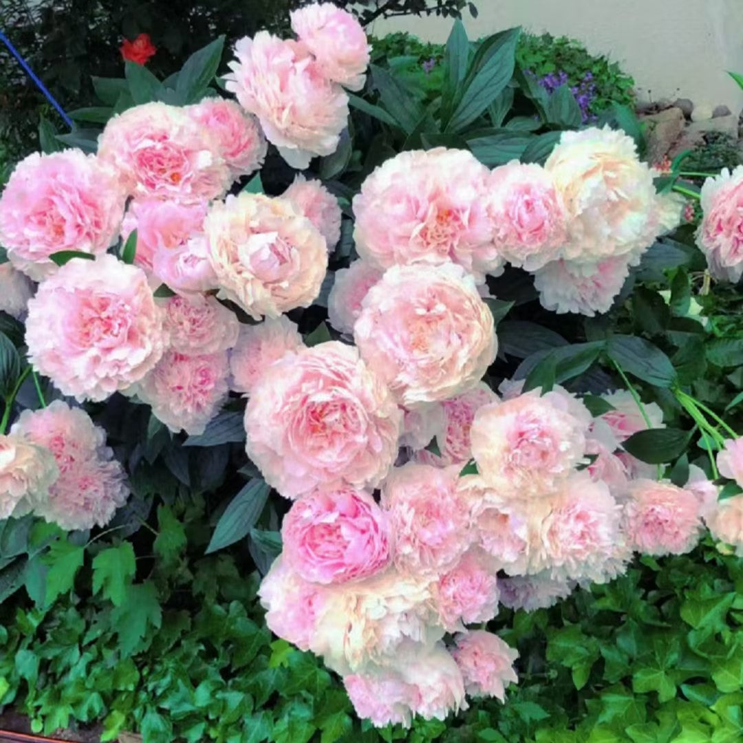 Paeonia Lactiflora Bonsai Plant Home Garden