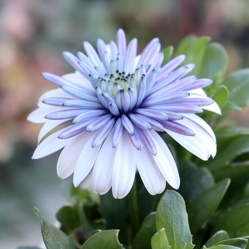 Marigold 'Sky Blue Misty Rain' seeds