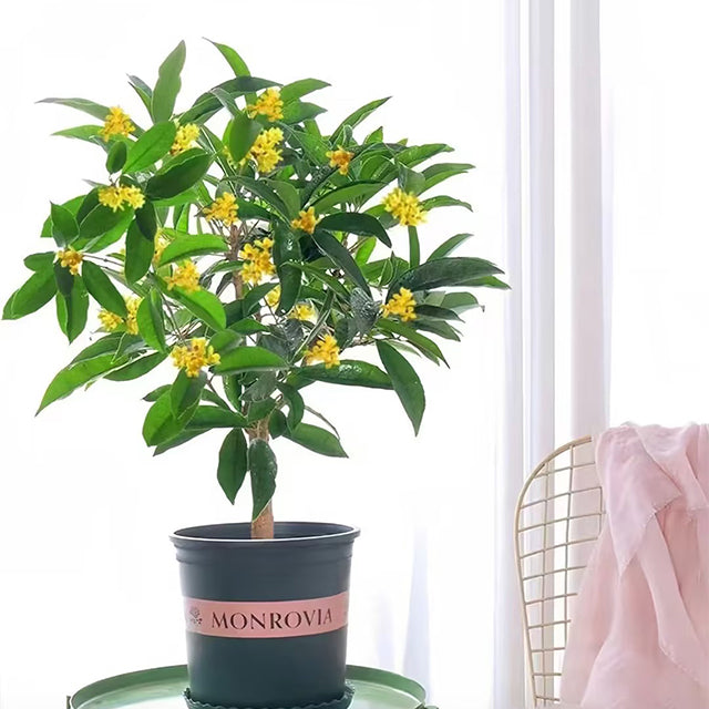 Four Seasons Osmanthus Tree Seeds