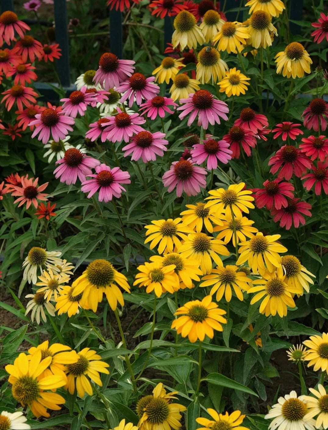 Purple Coneflower Seeds Echinacea Purpurea Seeds