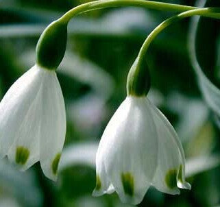 Snowdrop Flower Seeds,50pcs/pack