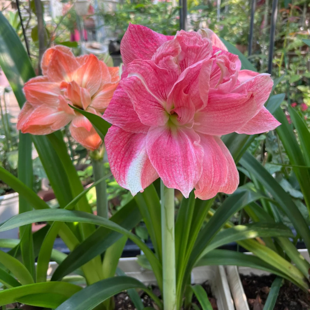 🌺Double-Petaled Perfume Amaryllis Bulbs – The Queen of Flowers 🌺