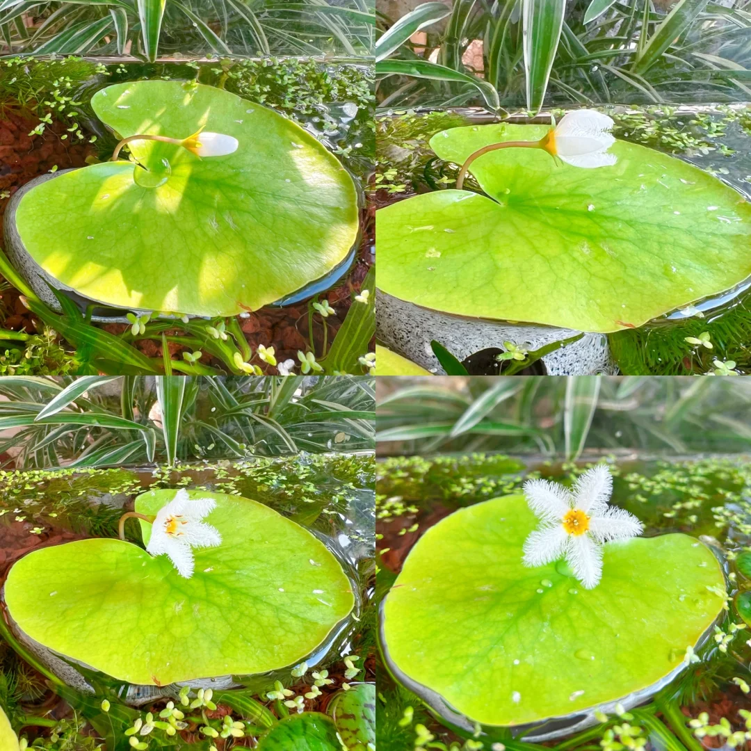 Hydroponic Plants Water Snowflake