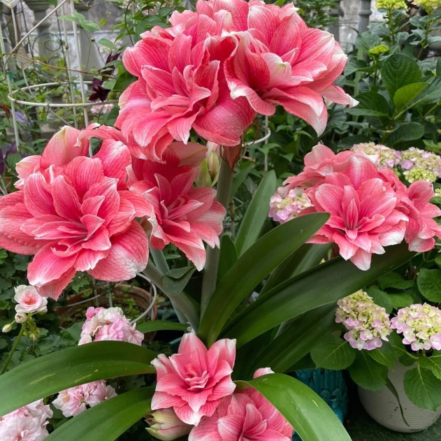 🌺Double-Petaled Perfume Amaryllis Bulbs – The Queen of Flowers 🌺