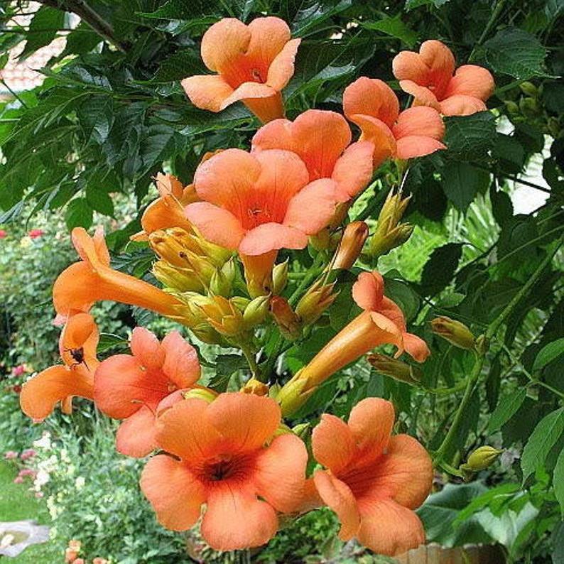 Orange HUMMINGBIRD TRUMPET CREEPER Campsis Radicans Vine Flower Seeds