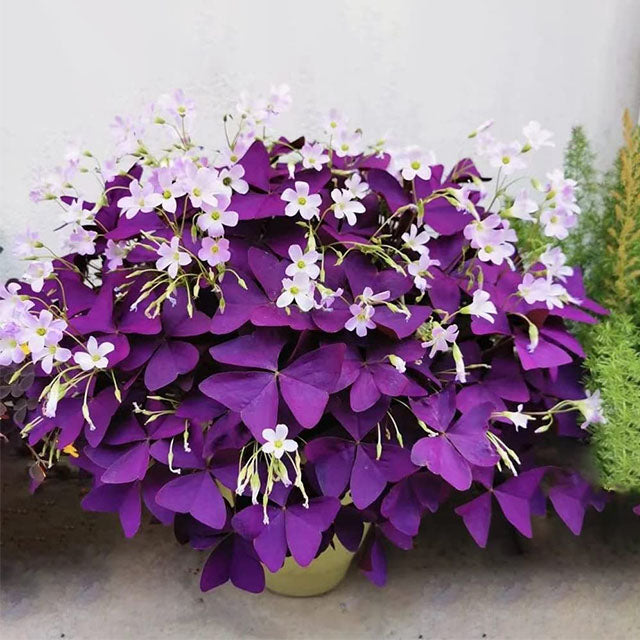 💜Purple Luck Oxalis Bulbs