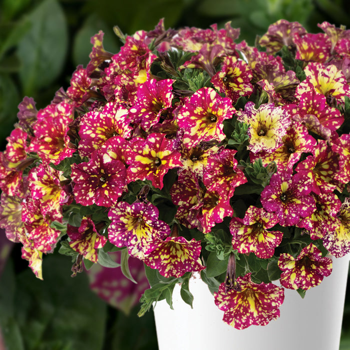 Petunia, Splash Dance Calypso Cherry