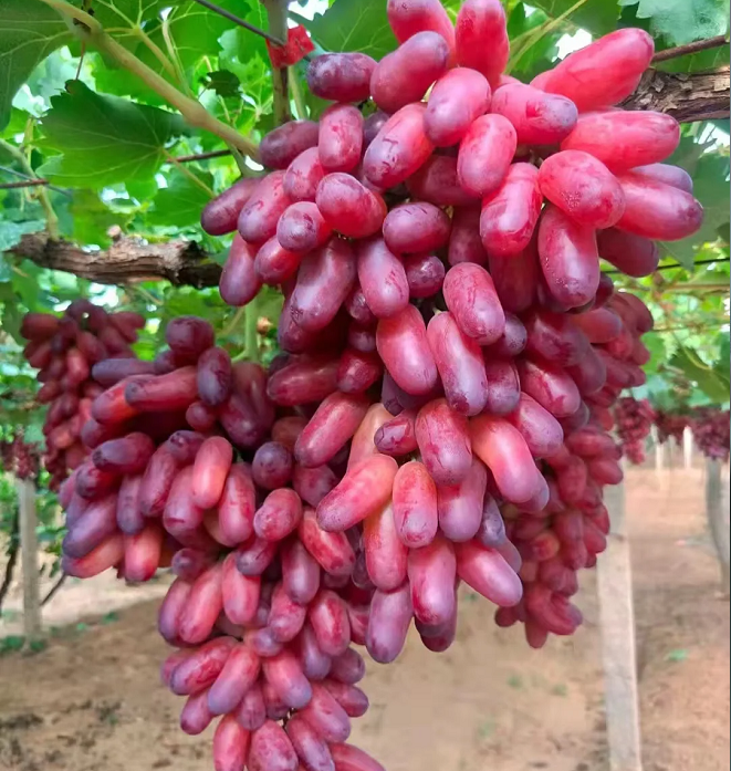 Beauty Finger Grape Seeds