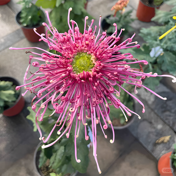 Rare Golden Chrysanthemum Seeds-Longevity Flower💞