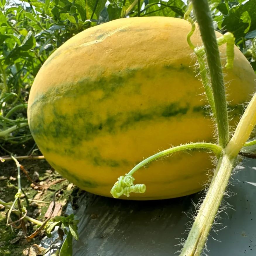 Gold In Gold Hybrid Watermelon Seeds